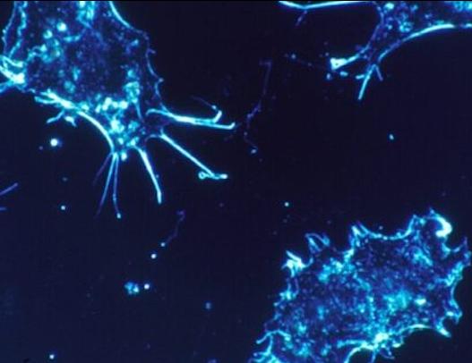 Cell Therapy